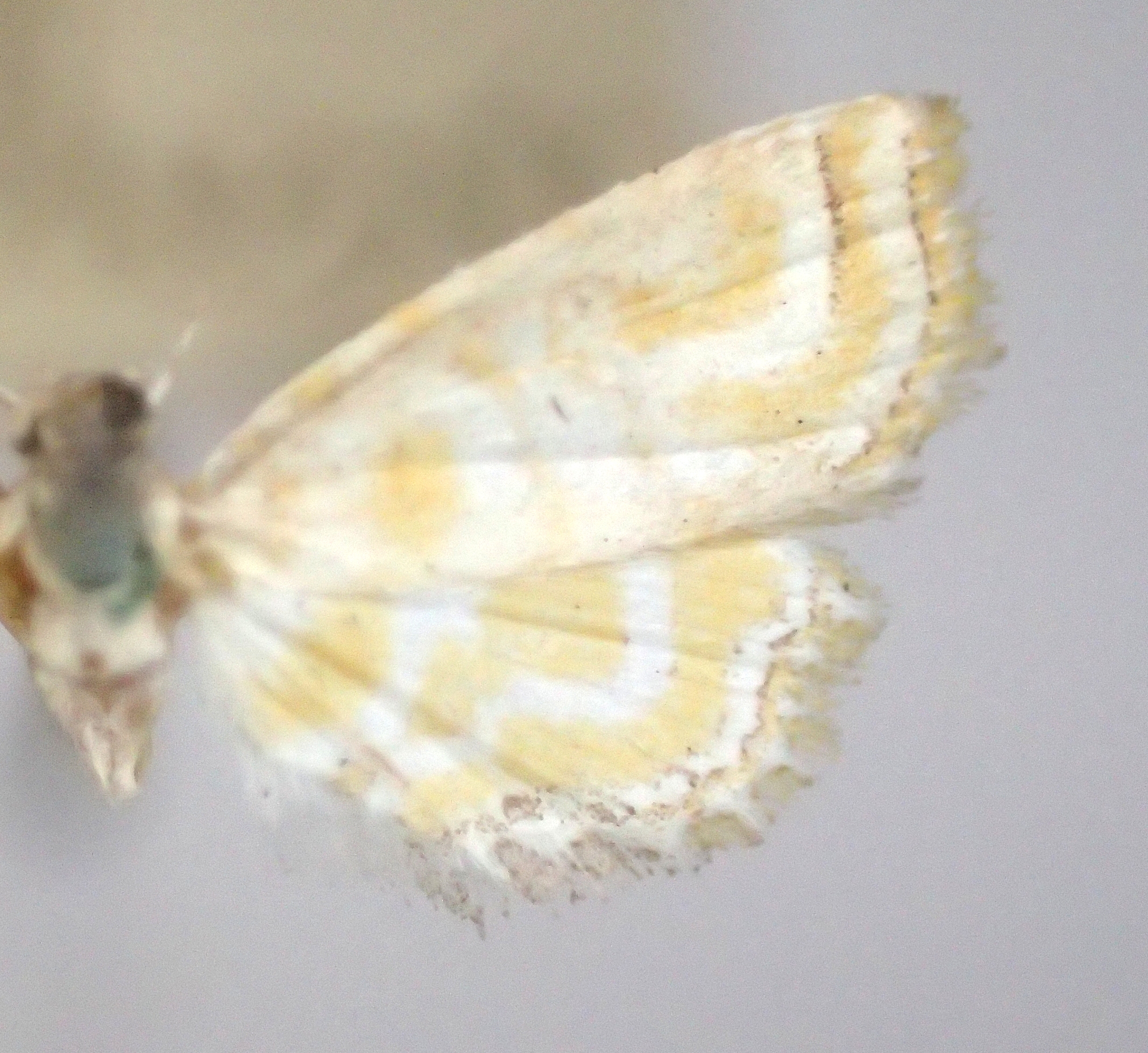 Oligostigma leucochrysa Meyrick